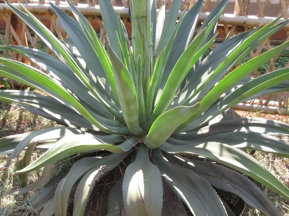 Agave desmettiana